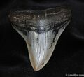 Stunning Collector Grade Megalodon Tooth #86-1